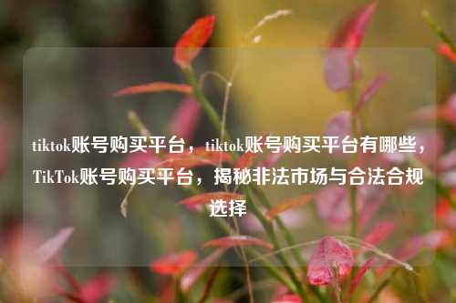 tiktok账号购买平台，tiktok账号购买平台有哪些，TikTok账号购买平台，揭秘非法市场与合法合规选择