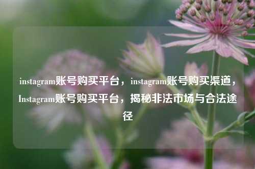 instagram账号购买平台，instagram账号购买渠道，Instagram账号购买平台，揭秘非法市场与合法途径