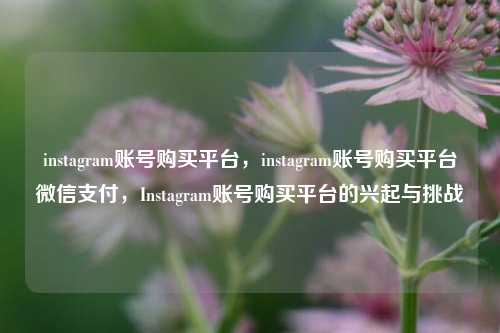 instagram账号购买平台，instagram账号购买平台微信支付，Instagram账号购买平台的兴起与挑战