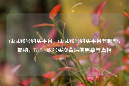 tiktok账号购买平台，tiktok账号购买平台有哪些，揭秘，TikTok账号买卖背后的黑幕与真相