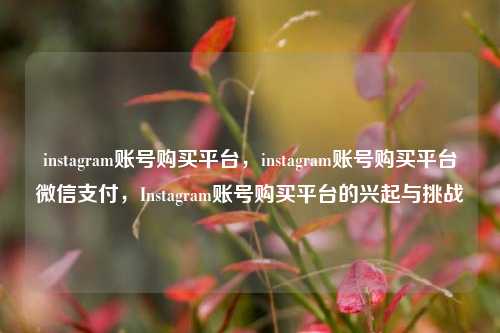instagram账号购买平台，instagram账号购买平台微信支付，Instagram账号购买平台的兴起与挑战