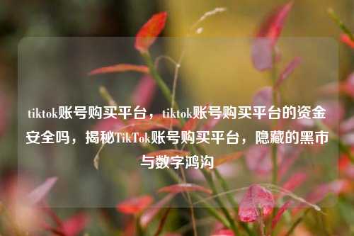 tiktok账号购买平台，tiktok账号购买平台的资金安全吗，揭秘TikTok账号购买平台，隐藏的黑市与数字鸿沟
