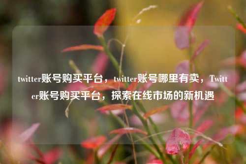 twitter账号购买平台，twitter账号哪里有卖，Twitter账号购买平台，探索在线市场的新机遇