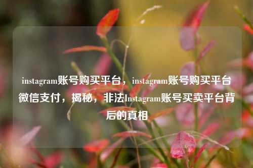 instagram账号购买平台，instagram账号购买平台微信支付，揭秘，非法Instagram账号买卖平台背后的真相