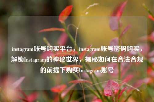 instagram账号购买平台，instagram账号密码购买，解锁Instagram的神秘世界，揭秘如何在合法合规的前提下购买Instagram账号