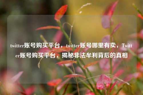 twitter账号购买平台，twitter账号哪里有卖，Twitter账号购买平台，揭秘非法牟利背后的真相