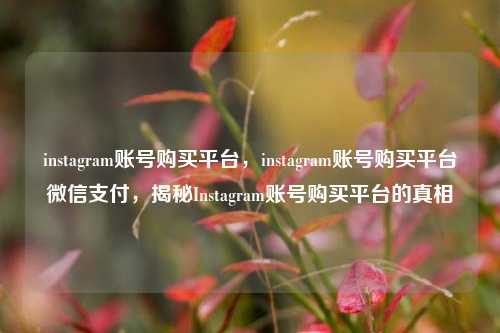 instagram账号购买平台，instagram账号购买平台微信支付，揭秘Instagram账号购买平台的真相  第1张