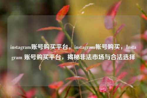 instagram账号购买平台，instagram帐号购买，Instagram 账号购买平台，揭秘非法市场与合法选择