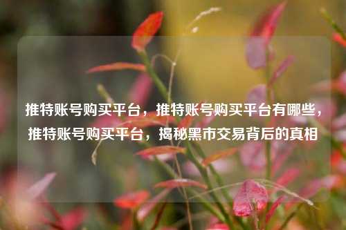 推特账号购买平台，推特账号购买平台有哪些，推特账号购买平台，揭秘黑市交易背后的真相