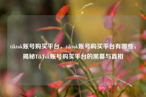 tiktok账号购买平台，tiktok账号购买平台有哪些，揭秘TikTok账号购买平台的黑幕与真相
