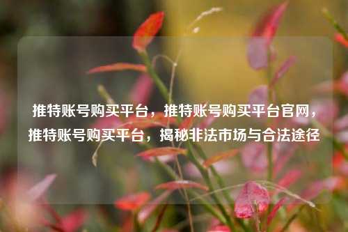 推特账号购买平台，推特账号购买平台官网，推特账号购买平台，揭秘非法市场与合法途径