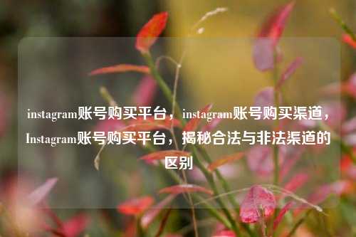 instagram账号购买平台，instagram账号购买渠道，Instagram账号购买平台，揭秘合法与非法渠道的区别