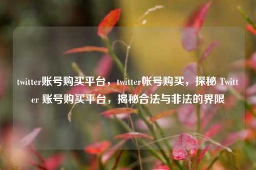 twitter账号购买平台，twitter帐号购买，探秘 Twitter 账号购买平台，揭秘合法与非法的界限