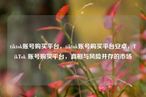 tiktok账号购买平台，tiktok账号购买平台安卓，TikTok 账号购买平台，真相与风险并存的市场