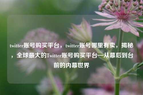 twitter账号购买平台，twitter账号哪里有卖，揭秘，全球最大的Twitter账号购买平台—从幕后到台前的内幕世界